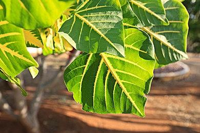 《神骰传说》发售预告公布 2月28日正式发售